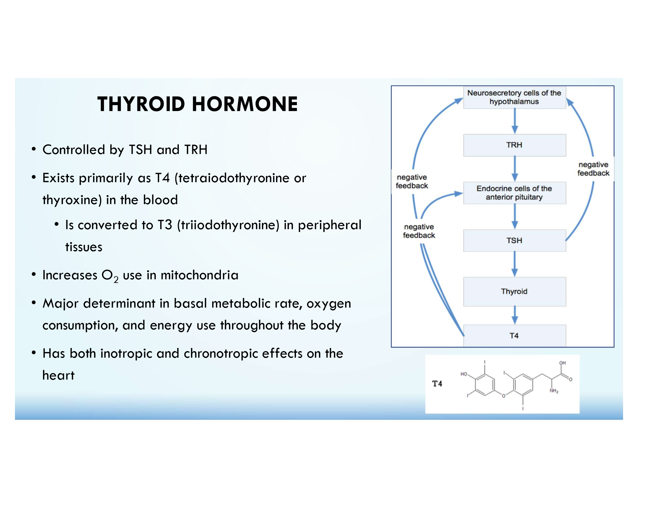 <p>Regulated by TRH → TSH; increases metabolism, heart rate, and O₂ consumption.</p>