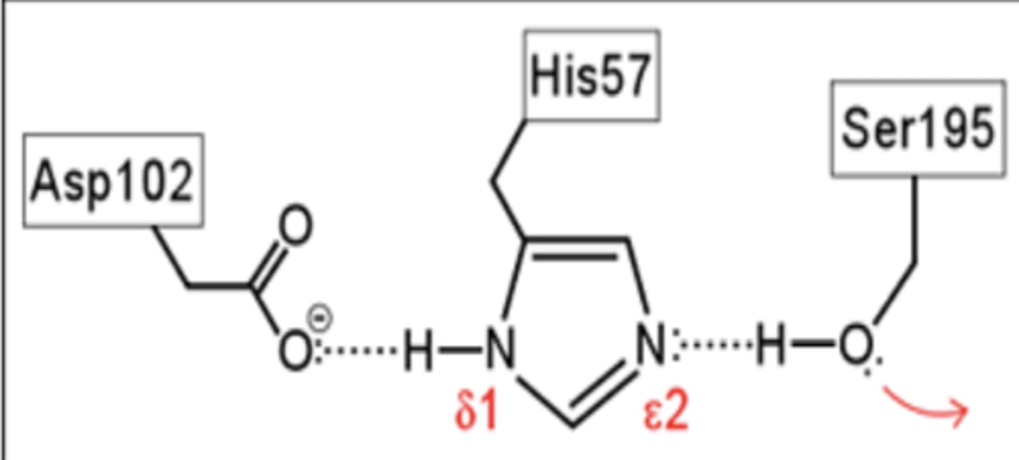 <p><span class="bgY">-Ser (serine)</span></p><p><span class="bgY">-His (histidine)</span></p><p><span class="bgY">-Asp (aspartic acid)</span></p>