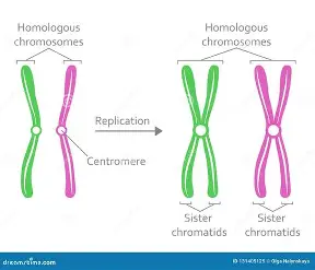 <p>same size and type and carry the same sets of genes, carry different alleles, DNA sequence is not identical</p>