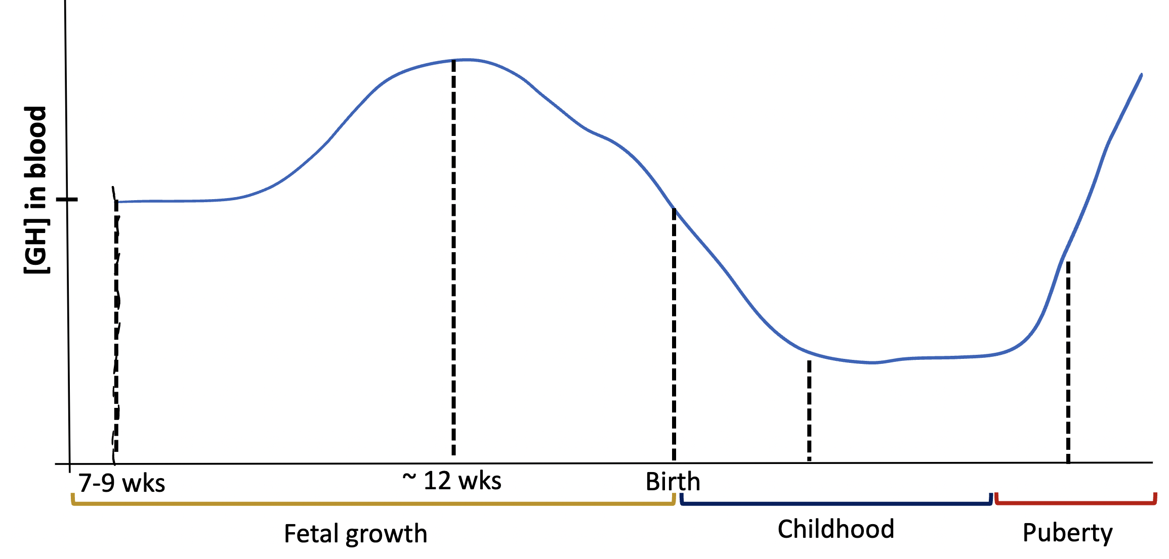 <p>in this graph, why is there a sudden increase during <strong><em>puberty</em></strong>?</p>