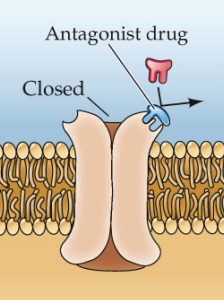 <p>Binds to receptors at the same location as the neurotransmitter to block its action</p>