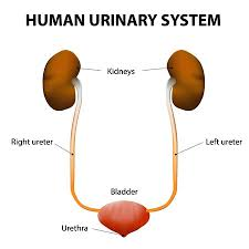 <p><strong>A nurse has noted the high incidence of urinary tract obstructions of a variety of etiologies. Which of the following individuals are at risk of developing urinary obstructions? Select all that apply.</strong></p><p>A) A 43-year-old male with an acid–base imbalance secondary to malnutrition</p><p>B) A 29-year-old female, pregnant for the first time</p><p>C) A 69-year-old female with anemia secondary to insufficient erythropoietin production</p><p>D) A 70-year-old male with benign prostatic hyperplasia (BPH)</p><p>E) A 58-year-old male with renal calculi</p><p>F) A 28-year-old male with a neurogenic bladder secondary to spinal cord injury </p>