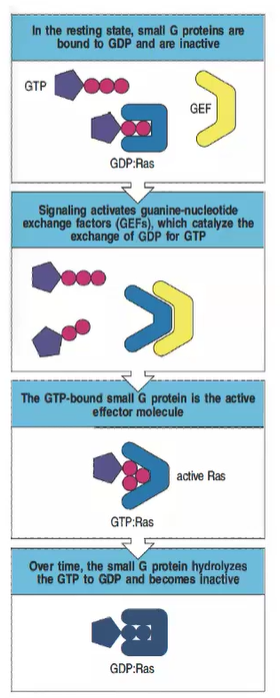 <p>Small GTPases regulate various cellular processes, including proliferation and actin changes. They are regulated by GEFs (which activate them by binding GTP) and GAPs (which inactivate them by promoting GTP hydrolysis).</p>