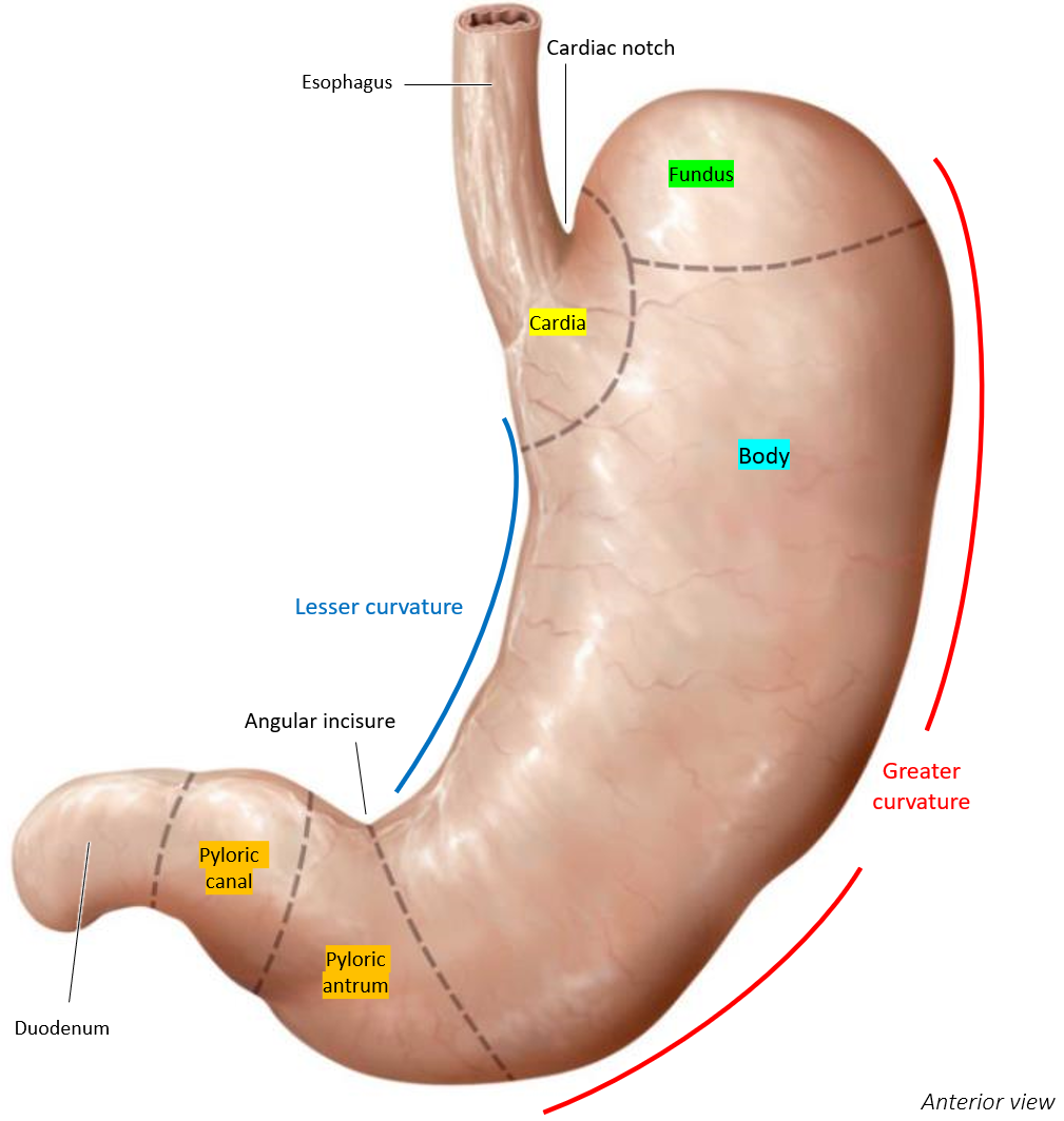 <p>Pylorus</p>