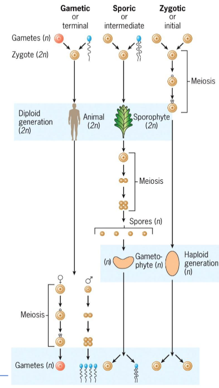 <ul><li><p>production of cells with <strong>half genetic content</strong> of parent</p></li><li><p>basis for producing new sexually reproducing organisms</p></li><li><p>ensures production of haploid phase in life cycle, and fertilization ensures diploid phase</p></li><li><p>without this, chromosome numbers would double each generation, making sexual reproduction unsustainable</p></li><li><p>gametic, zygotic, sporic</p></li></ul><p></p>