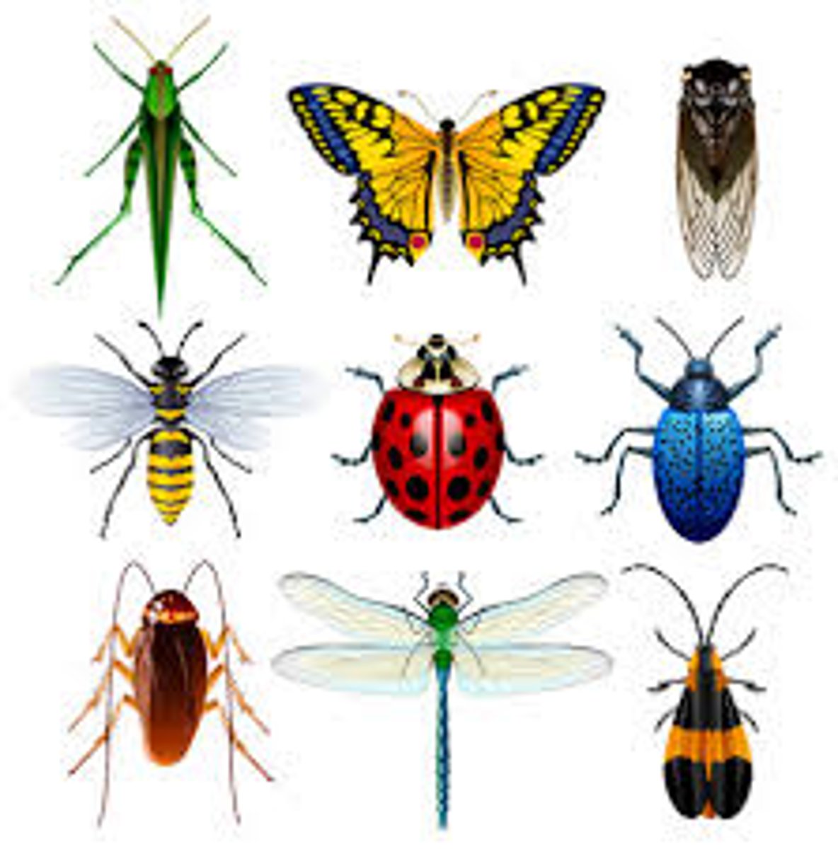 <p>beetles, bees, flies, fleas, grasshoppers, butterflies, termites, true bugs, and others</p>