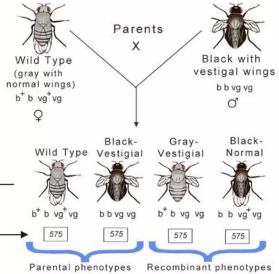<p>Offspring who have the exact same phenotype for specific traits as one of their parents</p>