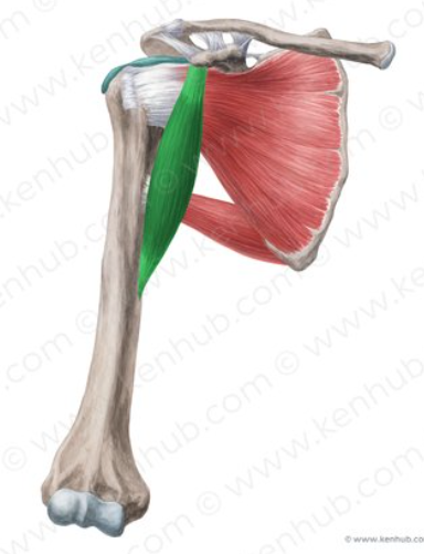 <p>What is this muscle called?</p>