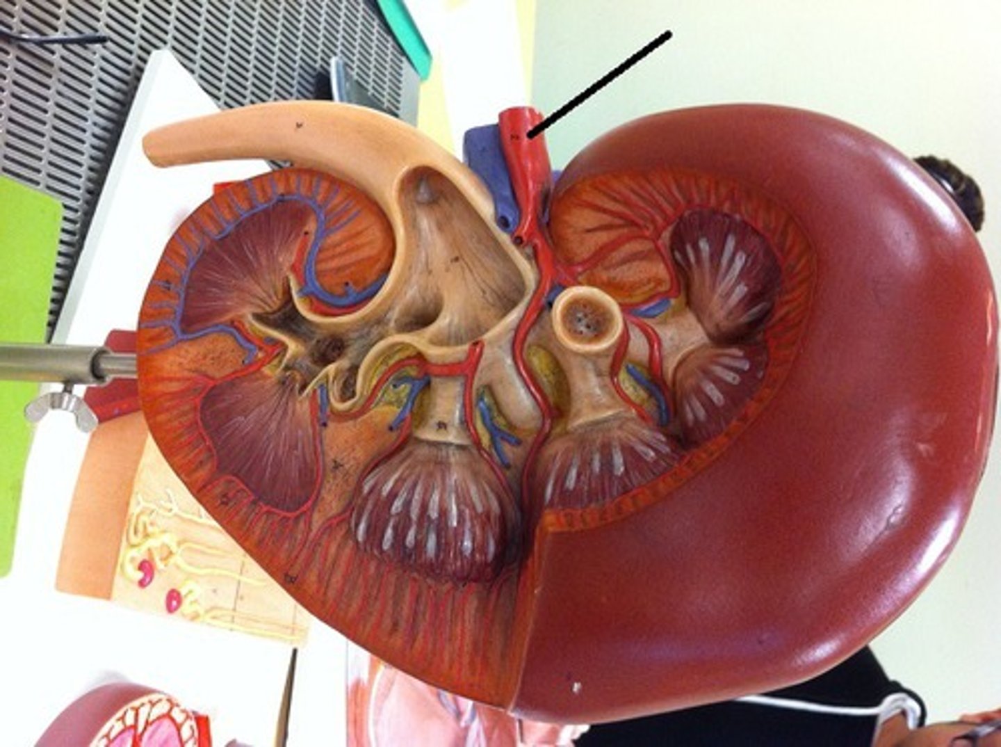 <p>Identify this structure</p>