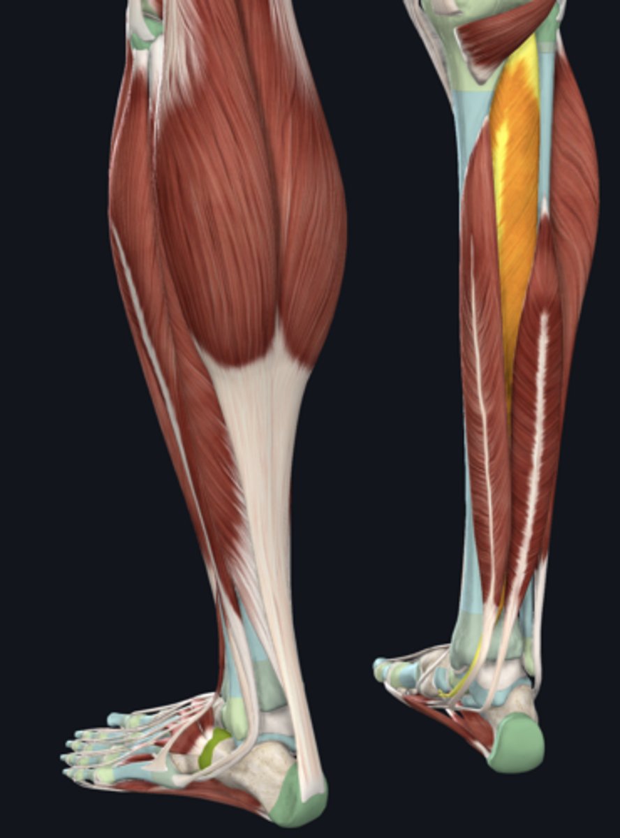 <p>tendon in tarsal tunnel</p>