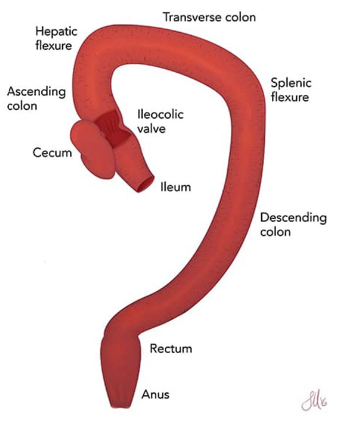 <p>1. absorption of water and electrolytes (proximal colon) to produce normal consistency of feces</p><p>2. storage of feces (distal colon)</p><p>the colon is not a digestive organ</p>