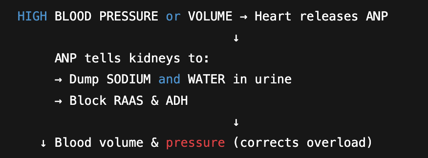 <p><span>ANP is released when the atria of the myocardium become overstretched, indicating increased fluid volume. This peptide stimulates renal vasodilation, thereby increasing urinary output. Additionally, atrial natriuretic peptide suppresses aldosterone secretion and STOPS RAAS, further increasing urinary output.</span></p>