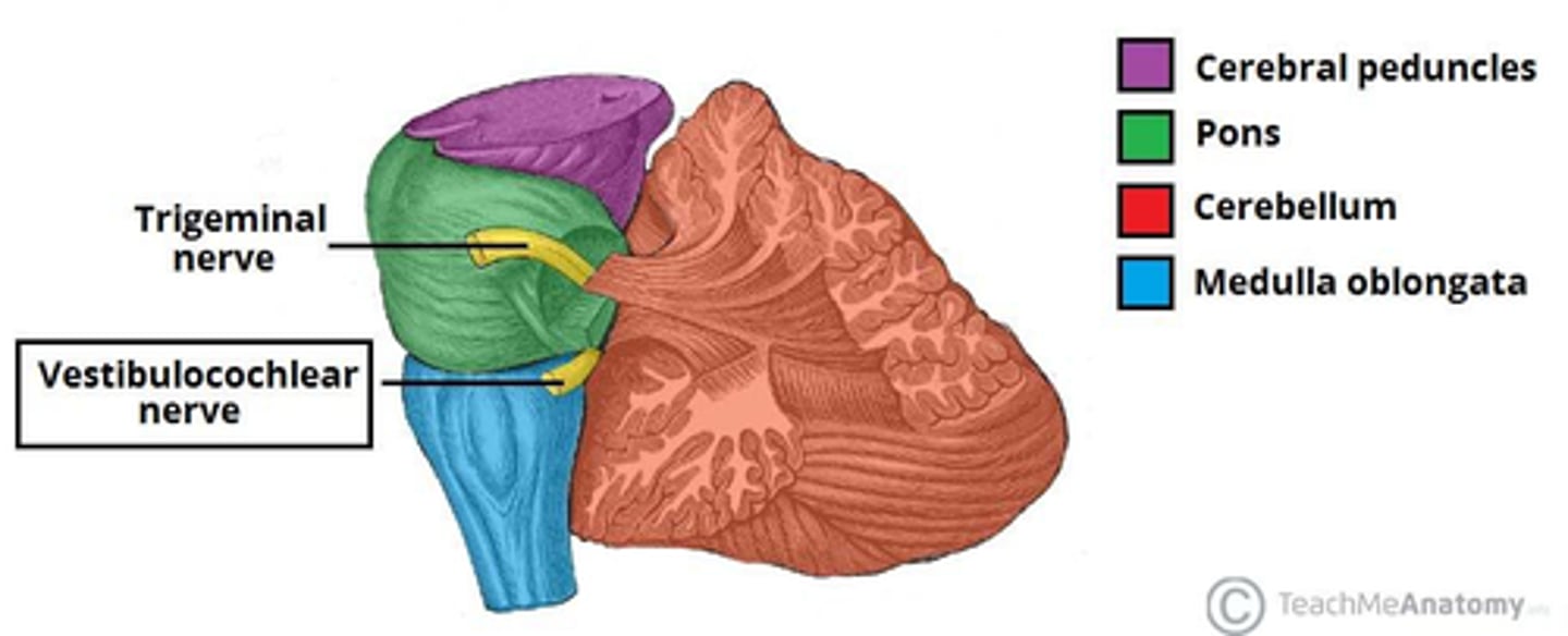 <p>The junction at the base of the brain where the cerebellum, medulla, and pons communicate</p><p>CN 5,6,9,10</p>