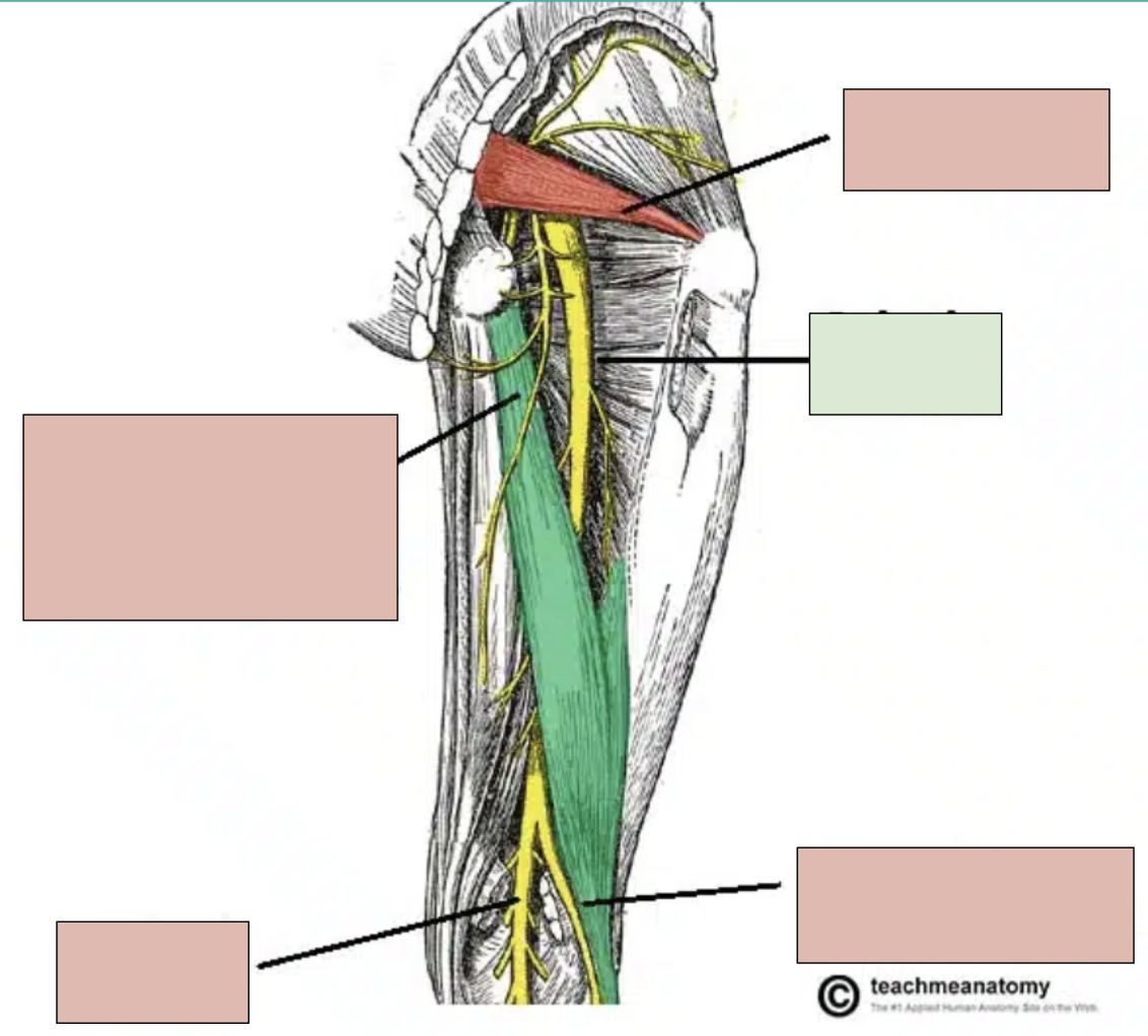 <p><span style="background-color: transparent;"><span>motor innervation of muscles in the foot, leg, and posterior thigh and sensory for these areas; branches into tibial nerve and fibular nerve at popliteal fossa</span></span></p>