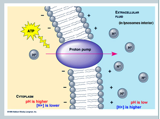 <p>What is created as a result of the transportation of H+ ions, and what effect does it have on the concentration gradient? </p>