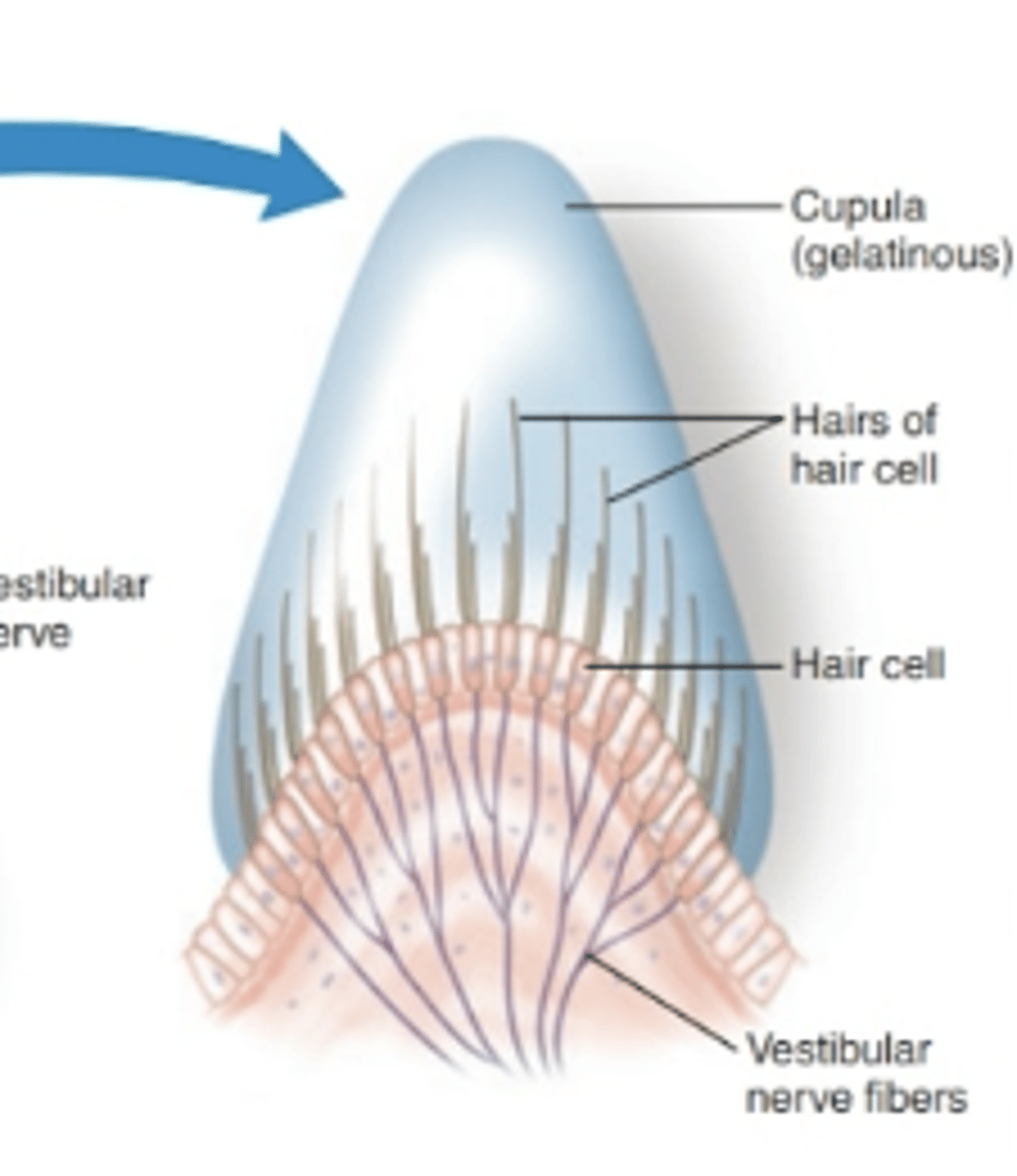 <p>the gelatinous matrix of the semicircular canals that the cilia of the hair cells project into </p>