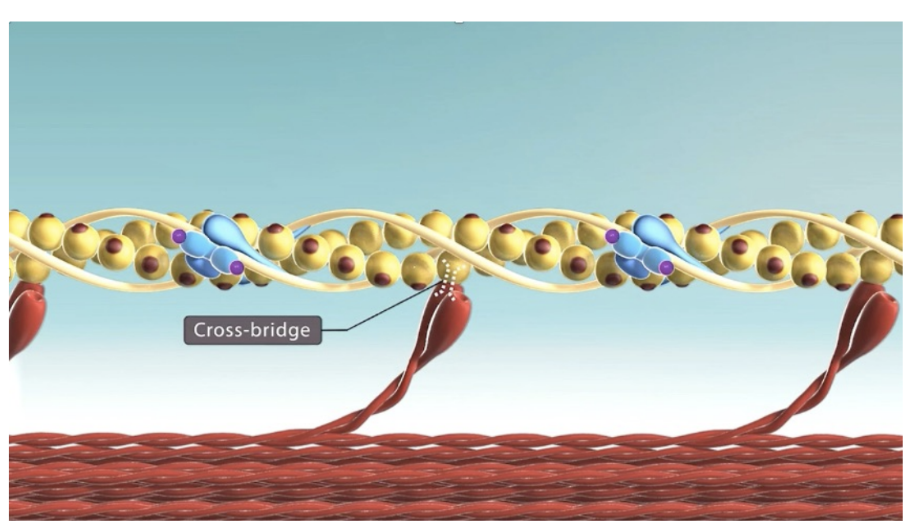 tropomyosin no longer blocking binding site -- myosin & actin now binded