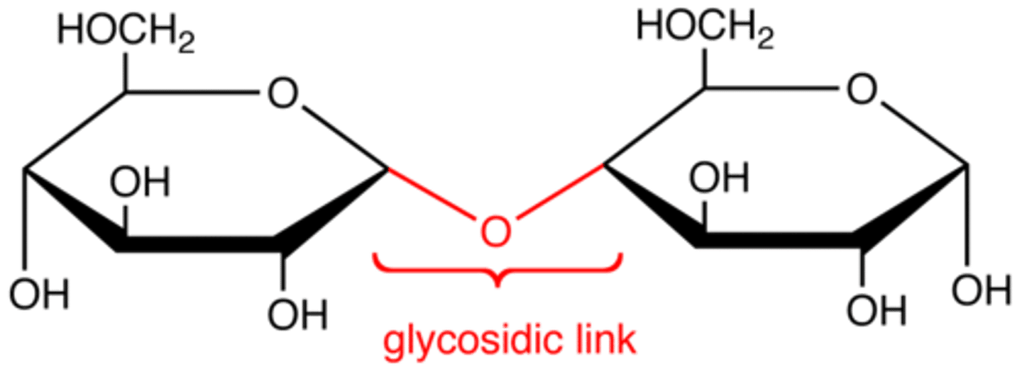 <p>covalent bond that forms between a monosaccharide and another molecule (like another monosaccharide)</p>