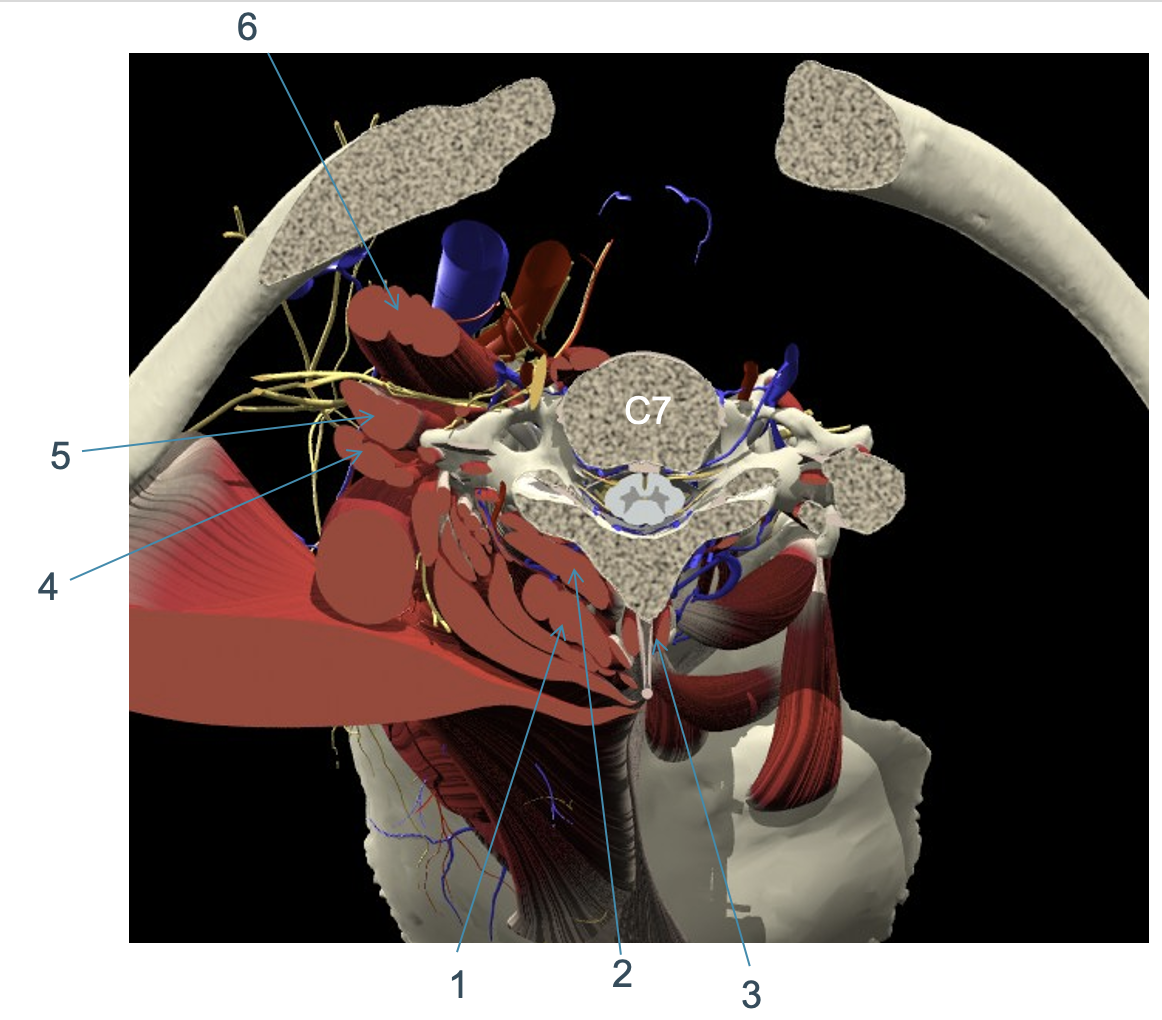 <p>transversale doorsnede thv C7: 2</p>