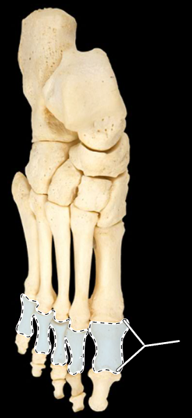 <p>Name this group of bones.</p><p>(Superior view, right side).</p>