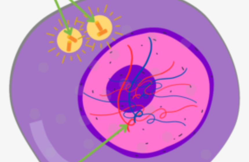 <p>Each cell now would be involved a moment of cell development. During the event the chromosomes in each nucleus cannot be seen. During this time each chromosome is completely uncoiled and being involved in a copying process. This means a exact copy of the chromosomes is formed for the next nuclear  division. </p>