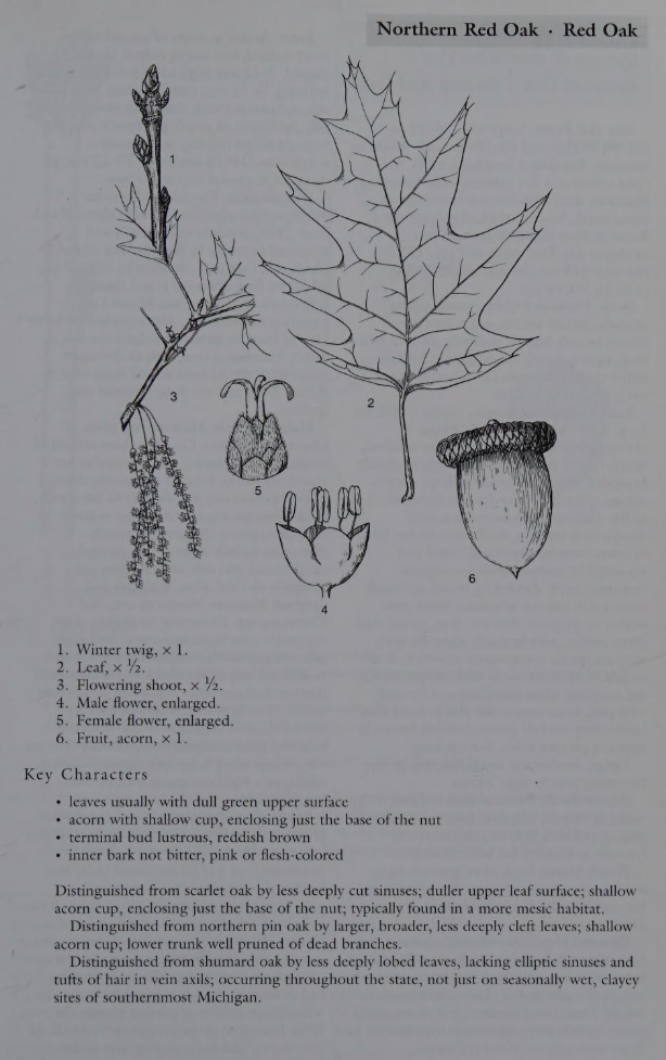 <p>Family: Fagaceae</p><p>Physiognomy: Nt Tree</p><p>Common Name: Northern Red Oak</p><p>Leaf: simple, alternate, obovate to oblong, 5-11 lobes, bristles, </p>