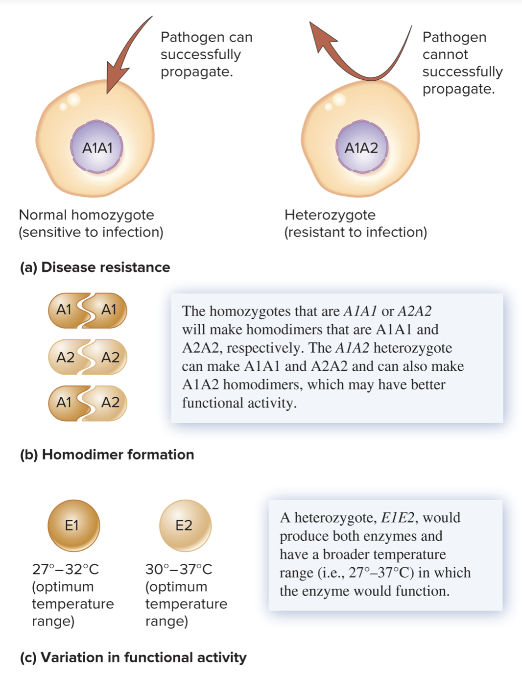 overdominance:

* also known as _____ _____
* a heterozygote has _____ reproductive success compared with either of the corresponding homozygotes
* example:
  * sickle-cell anemia
    * _____: encodes the normal hemoglobin (hemoglobin A)
    * _____: encodes the abnormal hemoglobin (hemoglobin S)
    * homozygous _____
      * abnormal sickled cells can become clogged in the capillaries throughout the body, leading to localized areas of oxygen depletion
      * causes pain and sometimes tissue and organ damage
      * shortened life span
    * heterozygous _____
      * resistant to _____
      * red blood cells of ____ rupture when infected with malaria, preventing the propagation of _____
* Disease resistance
  * heterozygous cells may have _____ resistance to infections by microorganisms
  * heterozygote of sickle cell may be resistant to _____
  * heterozygote of tay-sacks may be resistant to _____
* Homodimer formation
  * heterozygotes may produce more forms of protein dimers with _____ function
  * heterozygous homodimers may have better functional activity because they are more stable or able to function under a wider range of conditions
* variation in functional activity
  * proteins encoded by each allele exhibit _____ in their functional activity
  * the heterozygote, which makes a mixture of both enzymes, may be at an advantage under a wider temperature range than either of the corresponding homozygotes