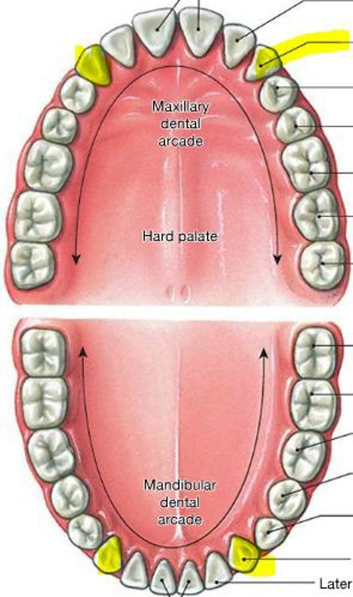 <p>Teeth in front of the premolars that rip and tear food.</p>