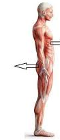 <p><span>refers to the back or rear of the body</span></p>