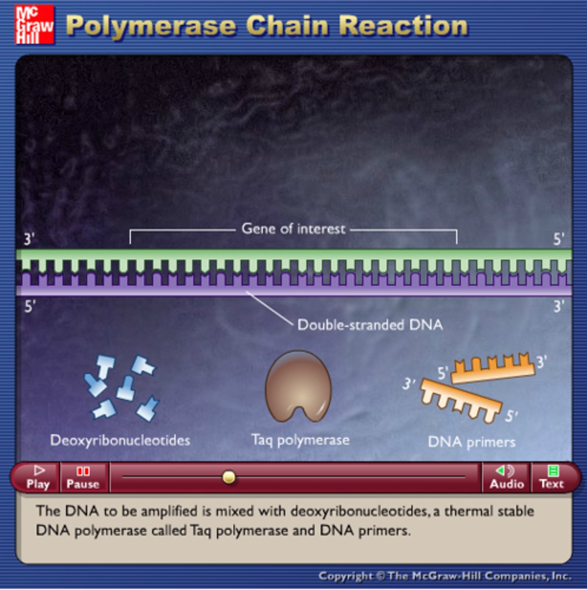 <p>Enzyme used to copy DNA in PCR which is not denatured by high temperatures.</p>