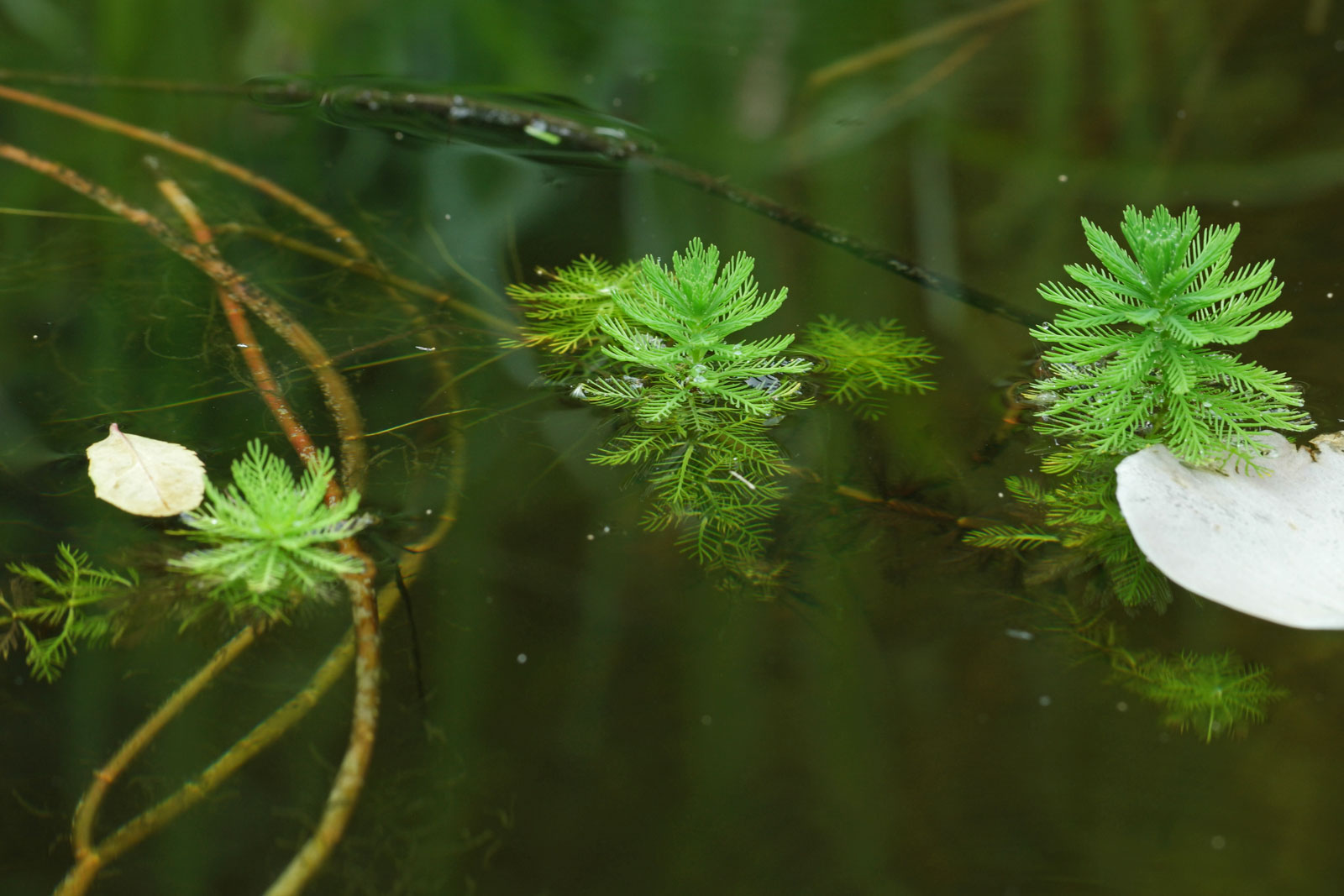 <p>Parrot’s feather (invasive)</p>