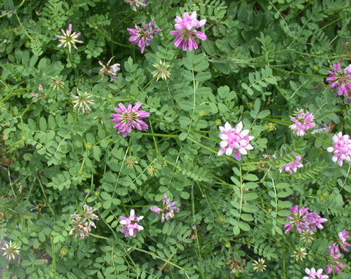 <p>tarka koronafürt</p>