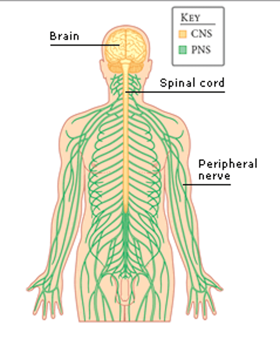 <p>(C) Central &amp; Peripheral</p><p>The nervous system is broken into the Central and Peripheral Nervous System. CNS is made of mostly interneurons.</p>