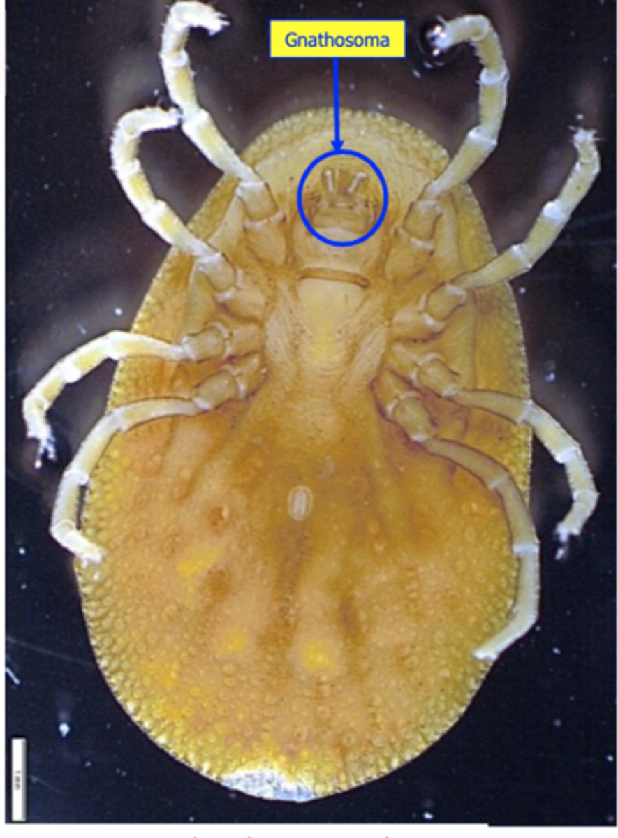 <p>• Heavy infestations =&gt; loss of blood =&gt; fatal anemia;</p><p>• Ruffled feathers, poor appetite =&gt; emaciation, weakness, slow growth and lowered production;</p>