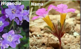 <p>Namaceae</p>