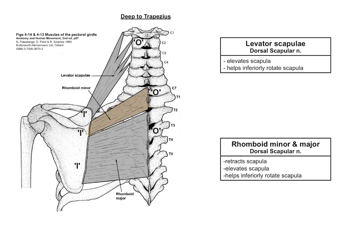 <p>O= C7-T1 spinous processes</p><p>I=medial border of scapula</p><p>A=retracts scapula, can also elevate scapula</p><p>IN=dorsal scapular nerve</p>
