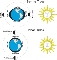 When the sun and moon are at right angles to each other resulting in lower high tides and higher low tides meaning less range in tides.