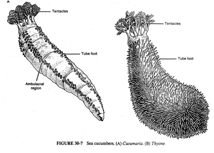 <p>Holothuroidea (sea cucumbers)</p>