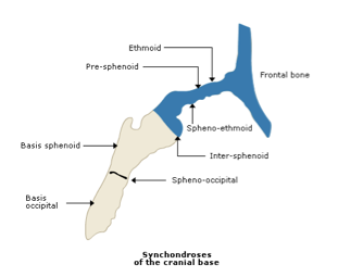<p>outline the spheno-ethmoidal synchondroses </p>