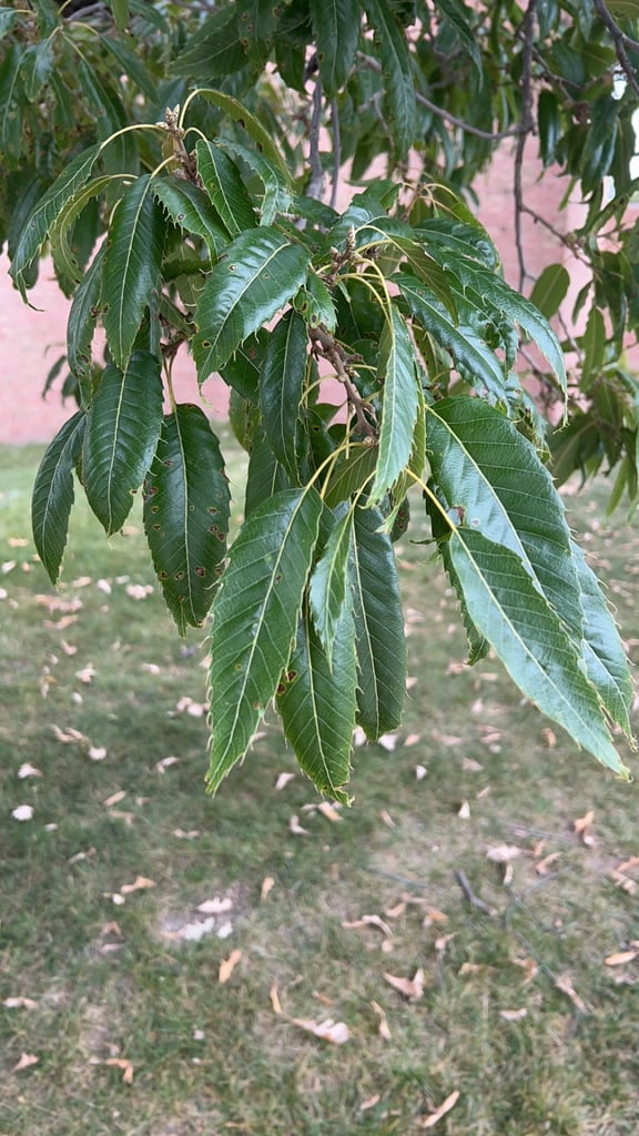 <p>Quercus acutissima</p>