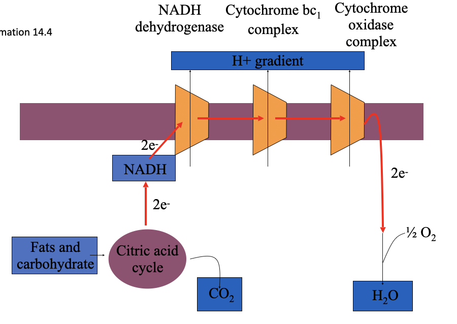 <p>how is the proton gradient across the mitochondrial membrane generated</p>