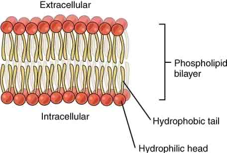<ul><li><p>A barrier that separates aqueous cell contents from the environment</p></li><li><p>Made up of phospholipids</p></li></ul>