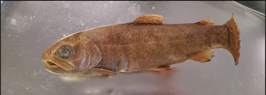 <p>What is the taxonomy, common name, and scientific name of this fish</p>