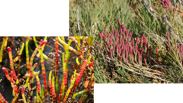 <p><span>What type of photosynthesis does this plant undergo?</span></p><ul><li><p>C4</p></li><li><p>C3</p></li><li><p>CAM</p></li></ul><p></p>
