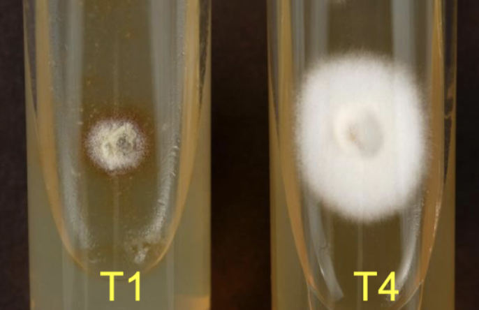 <p>Trichophyton agars (T-media)</p>