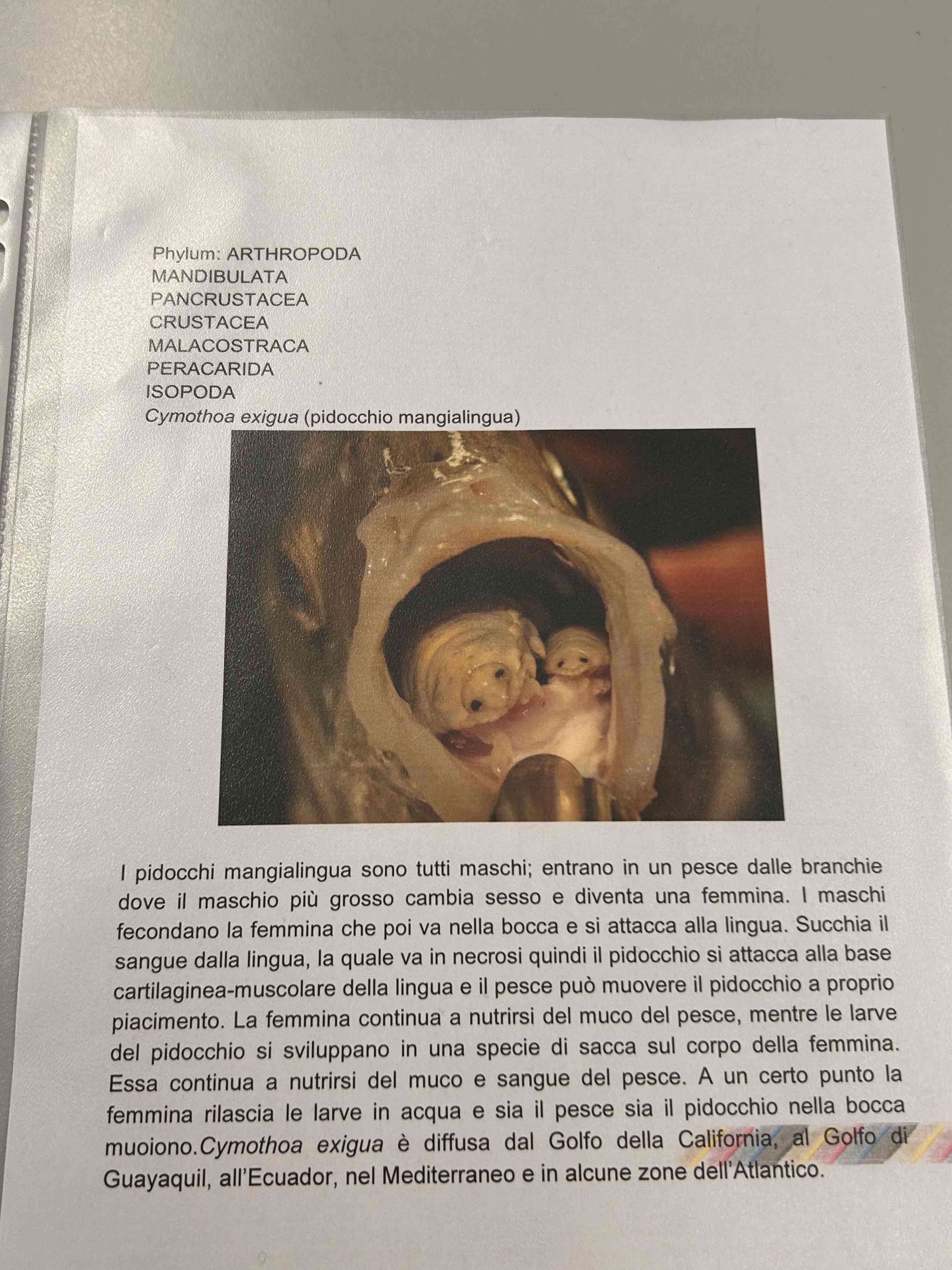 <p>Crostacei</p><p>Malacrostacea</p><p>Eumalacostraca</p><p>(Isopoda)</p><p>Cymothoa esigua</p>