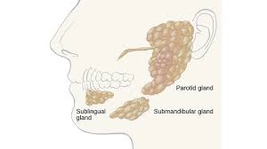 <p>saliva-producing glands</p>