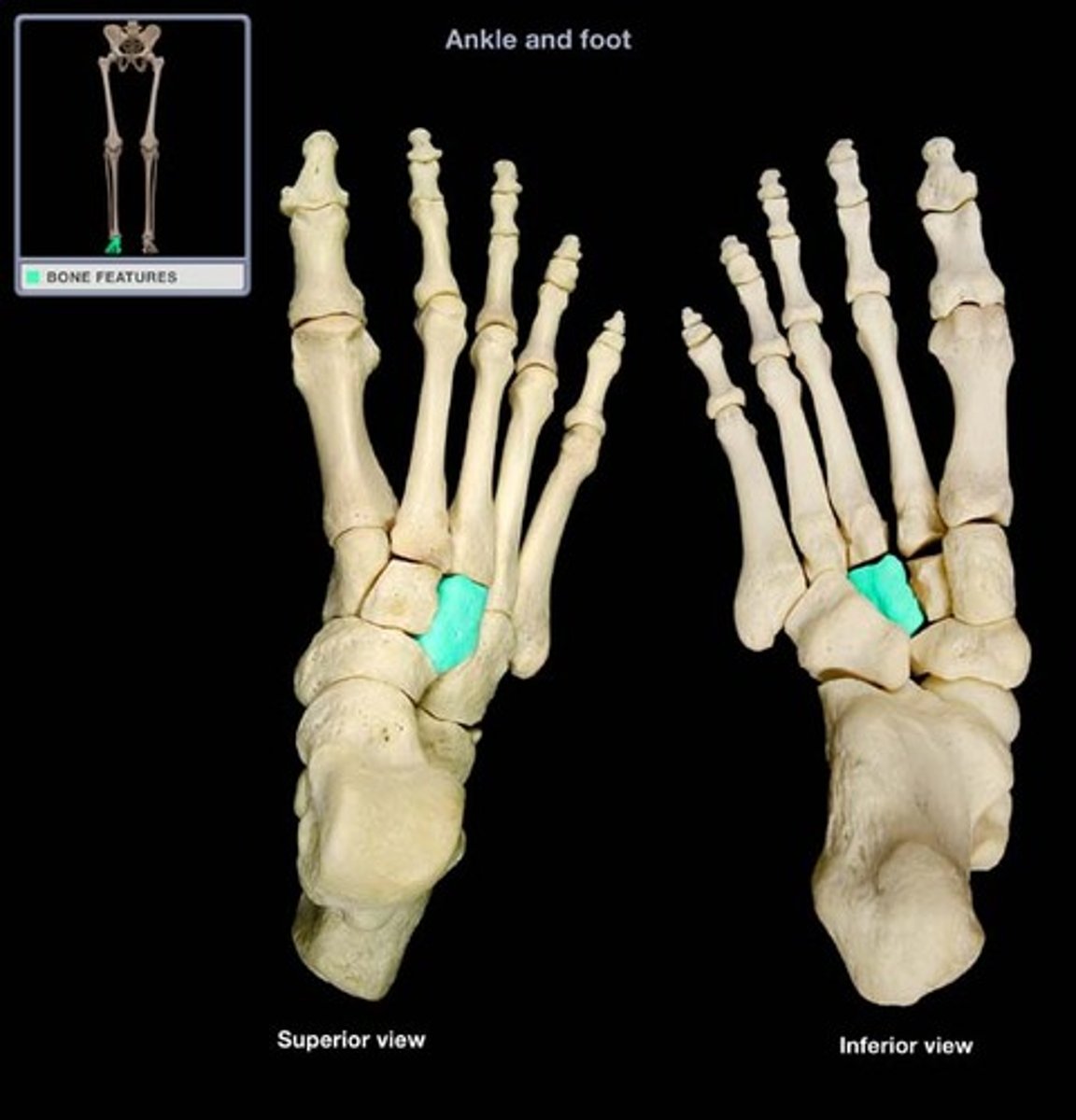 <p>- Wedge-shaped tarsal bone</p><p>- Articulates with cuboid, intermediate cuneiform, navicular, and metatarsal III</p>