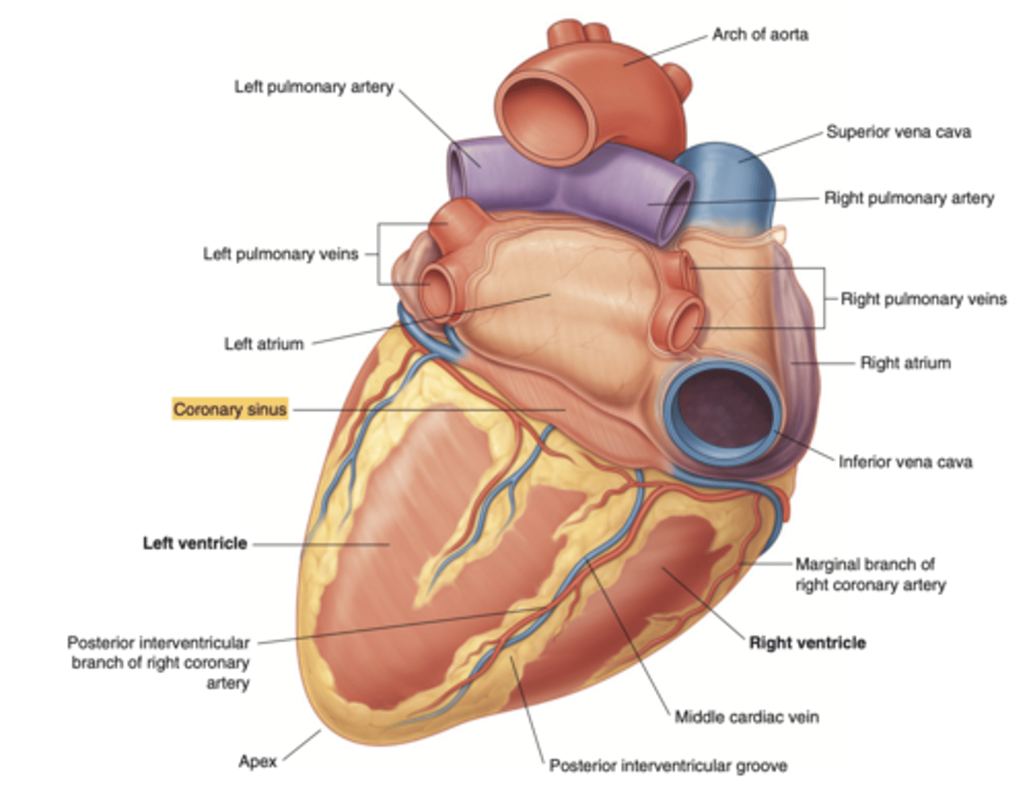 <p>collects deoxygenated blood from most of the heart's venous system </p><p>delivers it to the right atrium for reoxygenation.</p>