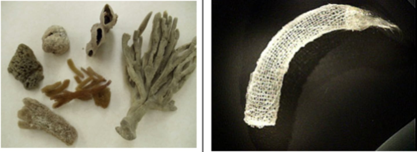 <p>Phylum Porifera</p>